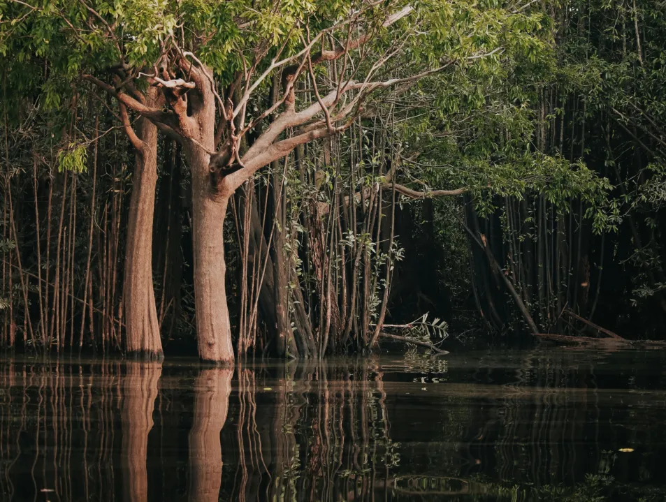 ALMA Brasil Initiative