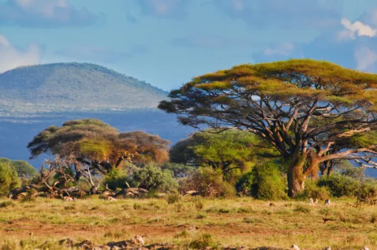 IETA Africa Webinar (March 2026)