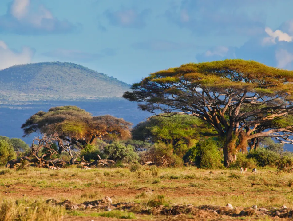 IETA Africa Webinar (March 2026)