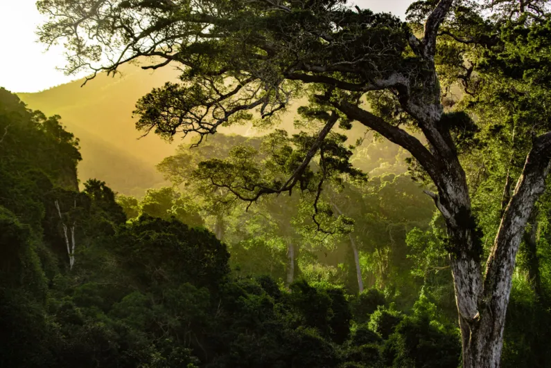 FINANCING REDD+ UNDER THE PARIS AGREEMENT: AN IETA BRIEFING PAPER