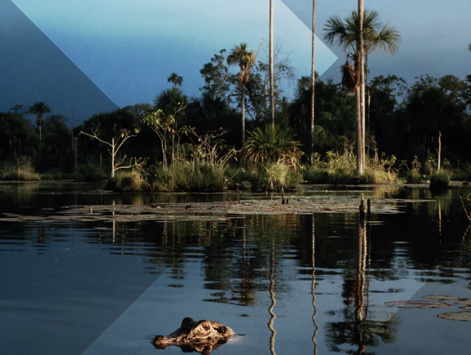 IETA launches new paper on opportunities and challenges for REDD+ / JREDD+ authorisations in Brazil