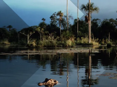 Opportunities and Challenges for REDD+ / JREDD+ Authorisation in Brazil