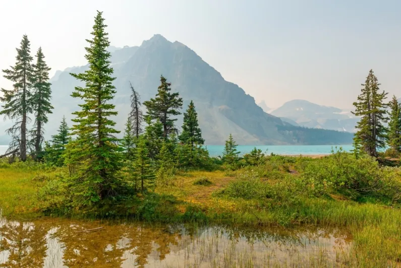 IETA welcomes Canada's initiative to develop Article 6 participation framework